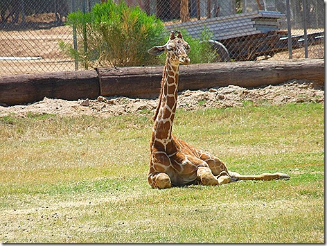Giraffe Baby WWZ