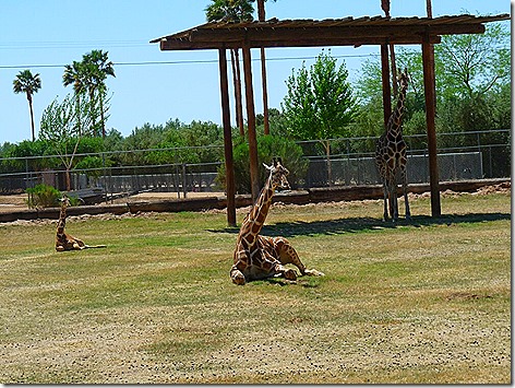 Giraffes WWZ
