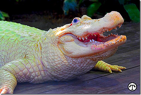 Leucistic White Alligator