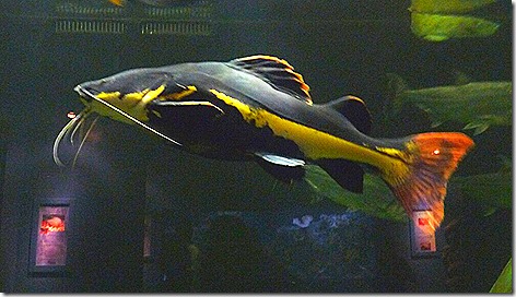 Red Tail Catfish WWZ
