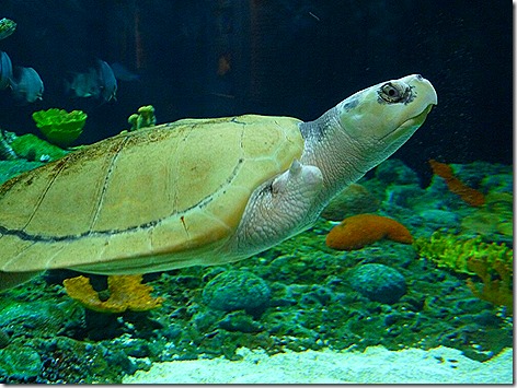 Ridley Sea Turtle