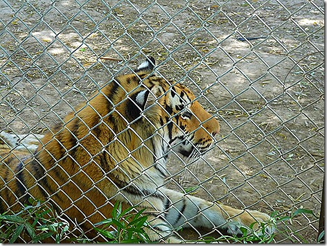 Tiger World Wildlife Zoo