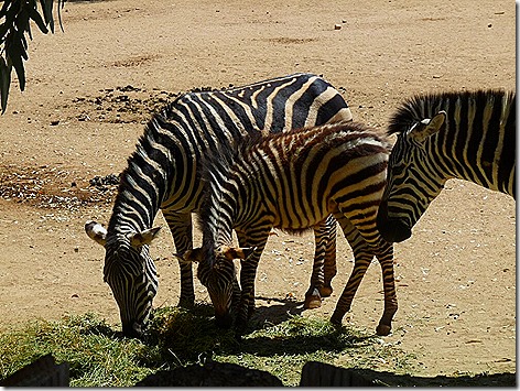 Zebras WWZ