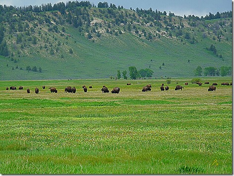 Jackson Buffalo Herd 1