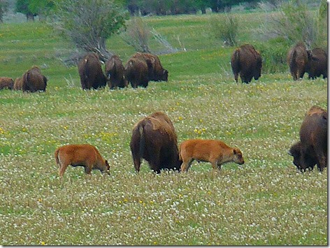 Jackson Buffalo Herd 2