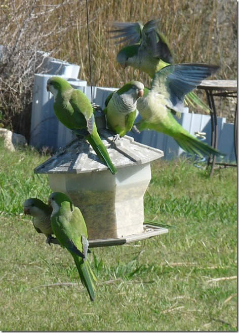 Monk Parakeets on the feeder