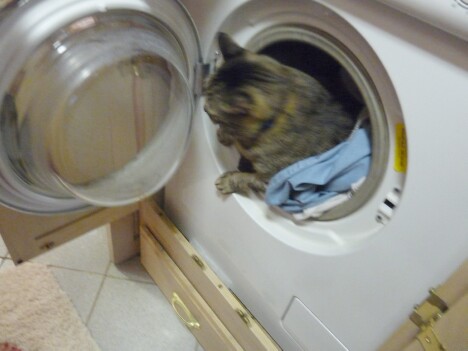Mister in Washer