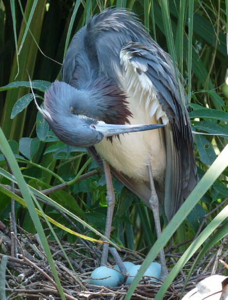 Nesting Tri-Color Heron
