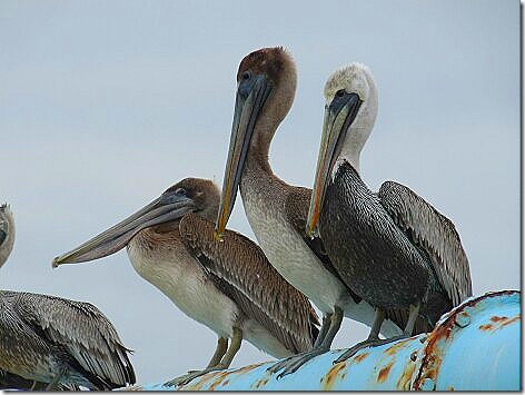 Pelicans Gulf 2