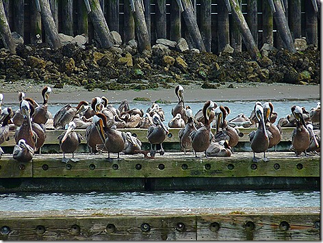 Pelicans 2