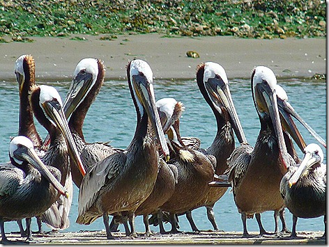 Pelicans 5