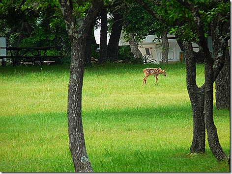 Fawns 1