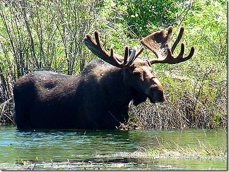 GTNP Moose 8