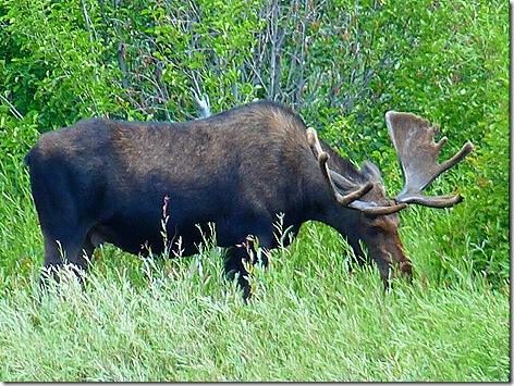 Moose Junction Moose 3