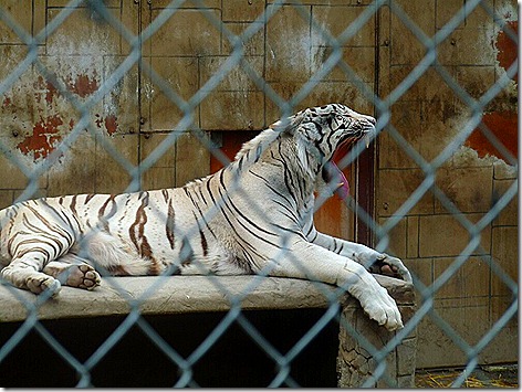 Royal White Bengal Tiger 1