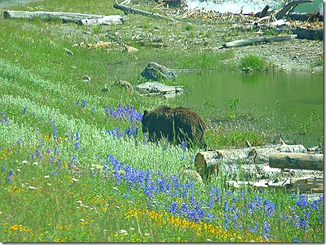 Yellowstone Bear 3