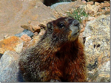 BearTooth Marmot 2