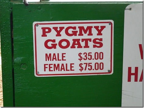Buy your own Goats