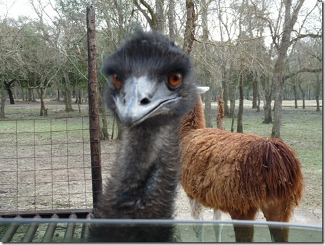 Emu Evil Look