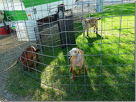 Garrity Goats 1