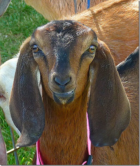 Garrity Goats 2