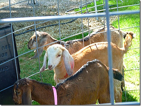 Garrity Goats 3