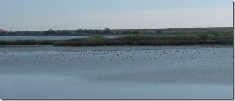Seagulls on the Mudflats 1