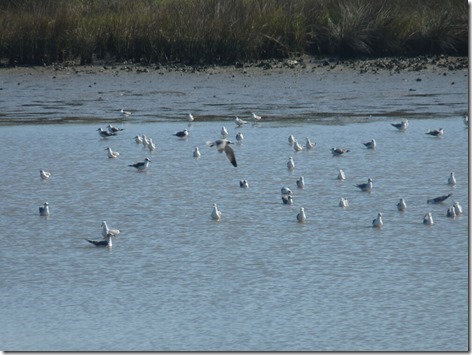 Seagulls on the Mudflats 2