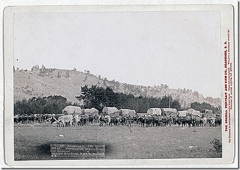 Title: Freighting in "The Black Hills". Photographed between Sturgis and Deadwood
Full view of ox trains, between Sturgis and Deadwood, S.D. 1891.
Repository: Library of Congress Prints and Photographs Division Washington, D.C. 20540